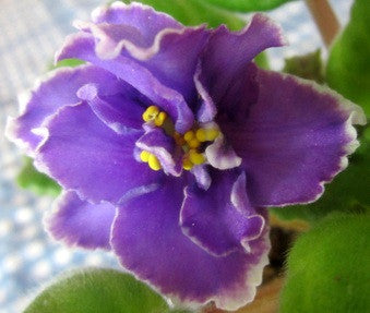 Ness' Blue Cranberry