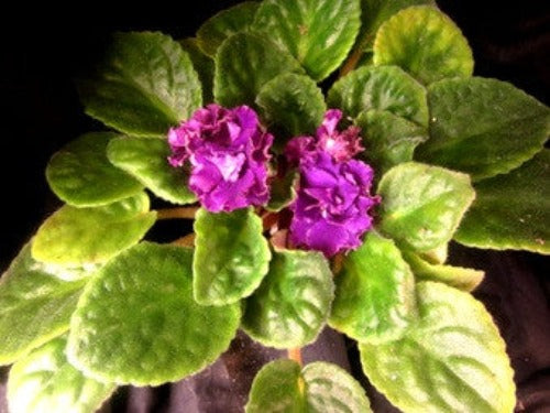 Ness' Cranberry Lace