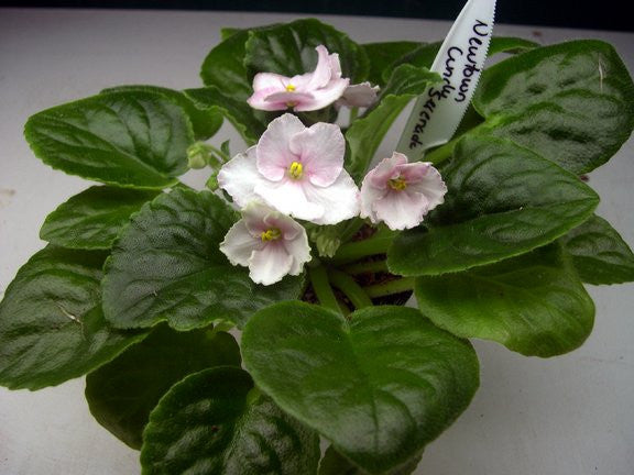 Newtown Cincy Serenade