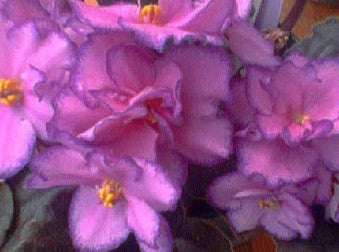 Nortex Razzmatazz Haven