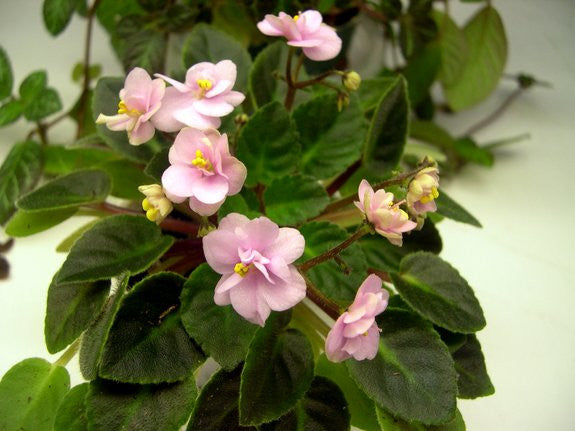 Orchard's Bumble Magnet