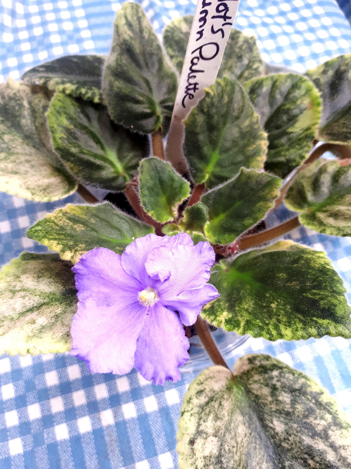 Peridot's Autumn Palette