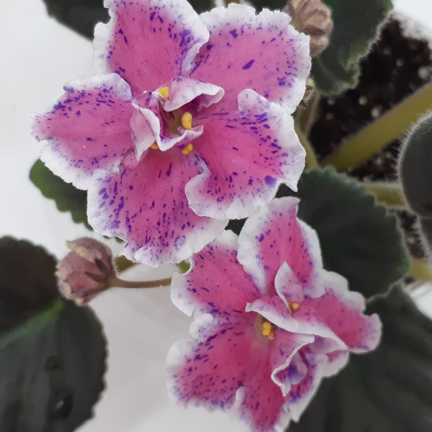 RS Raznoperistay Ptichka