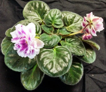 RS Princess Whisenke