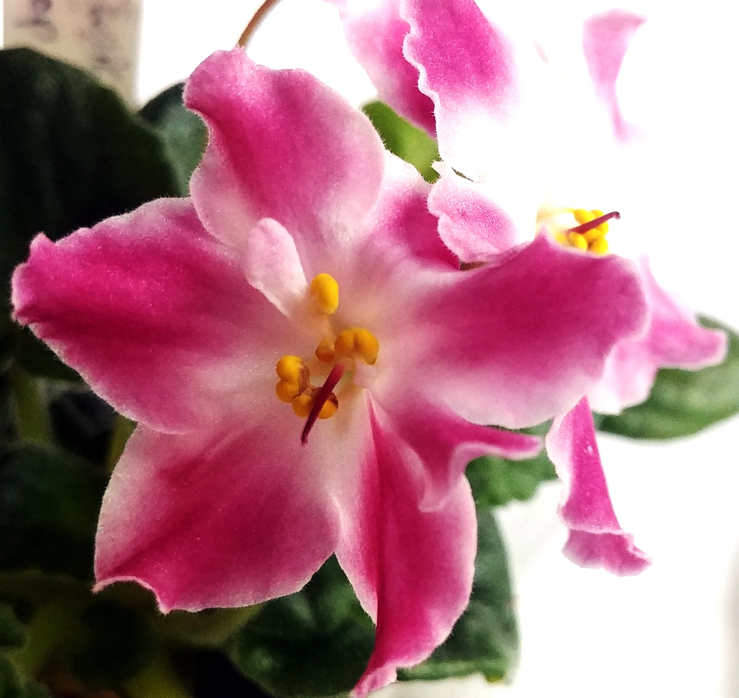 RS Borsunicznyj Sirop