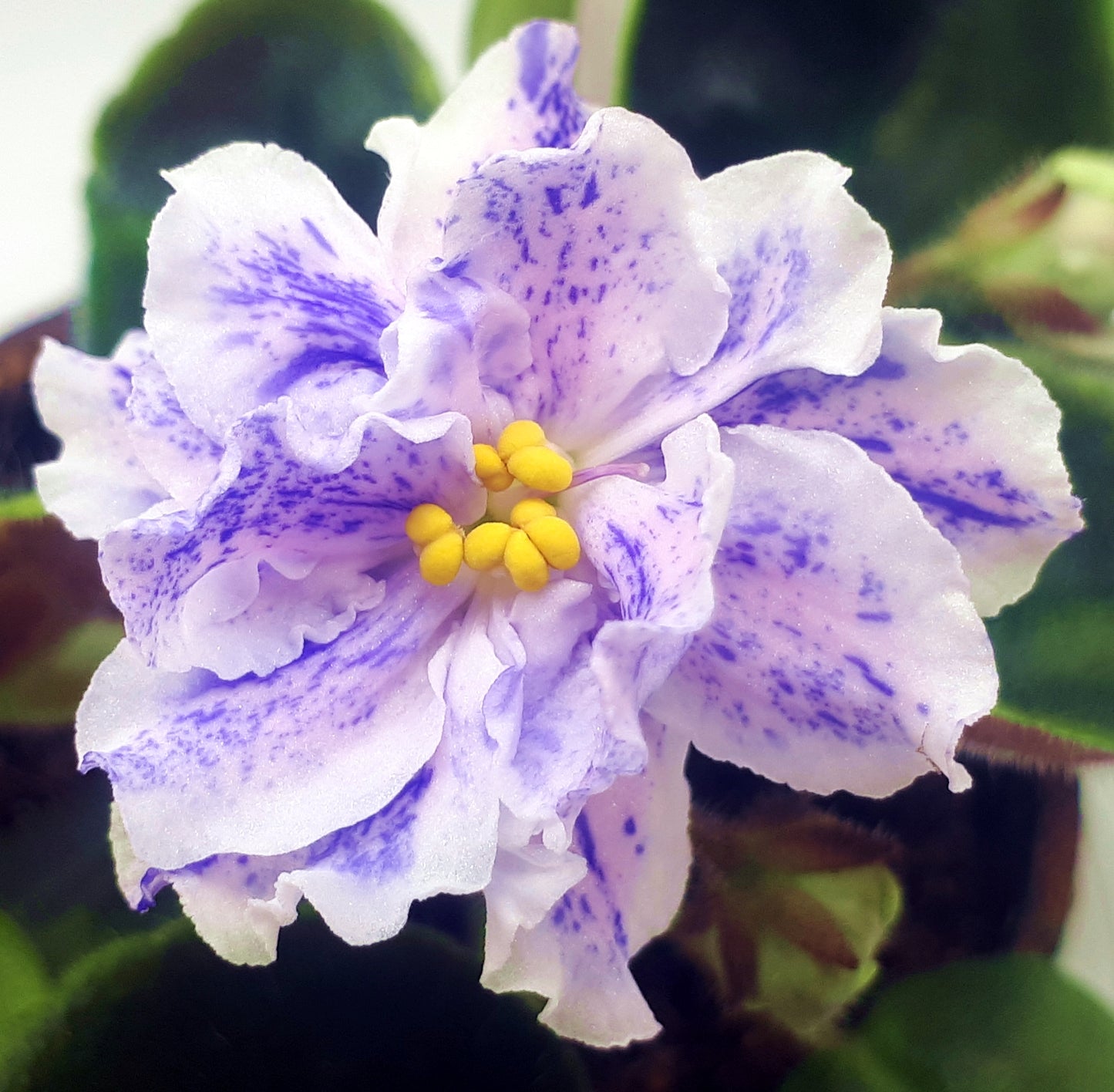 RS Morskaia Princessa