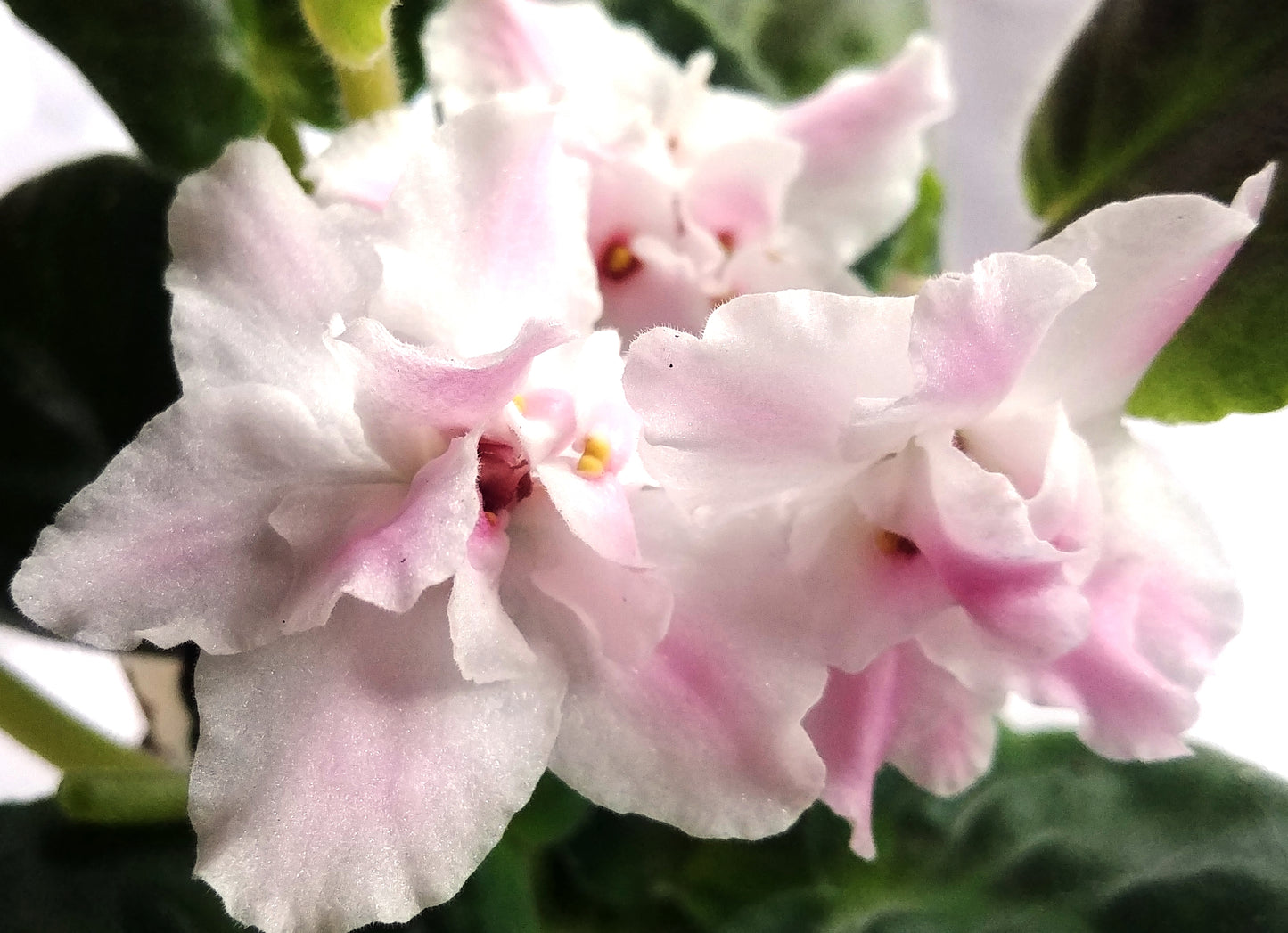 RS Wiesielyj Horovot