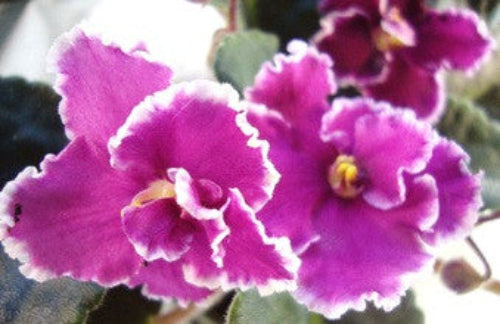 Rebel's Crested Robin