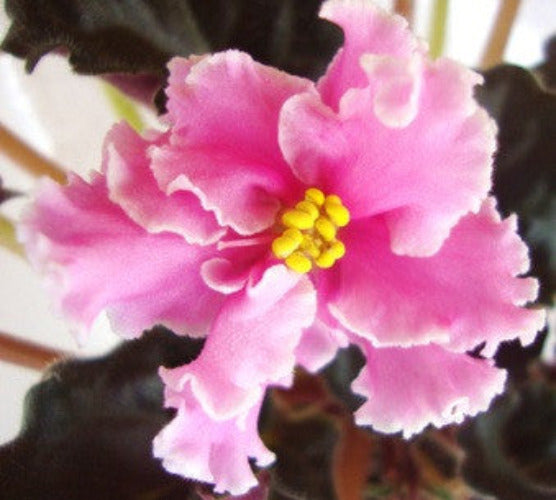 Rebel's Strawberry Bite