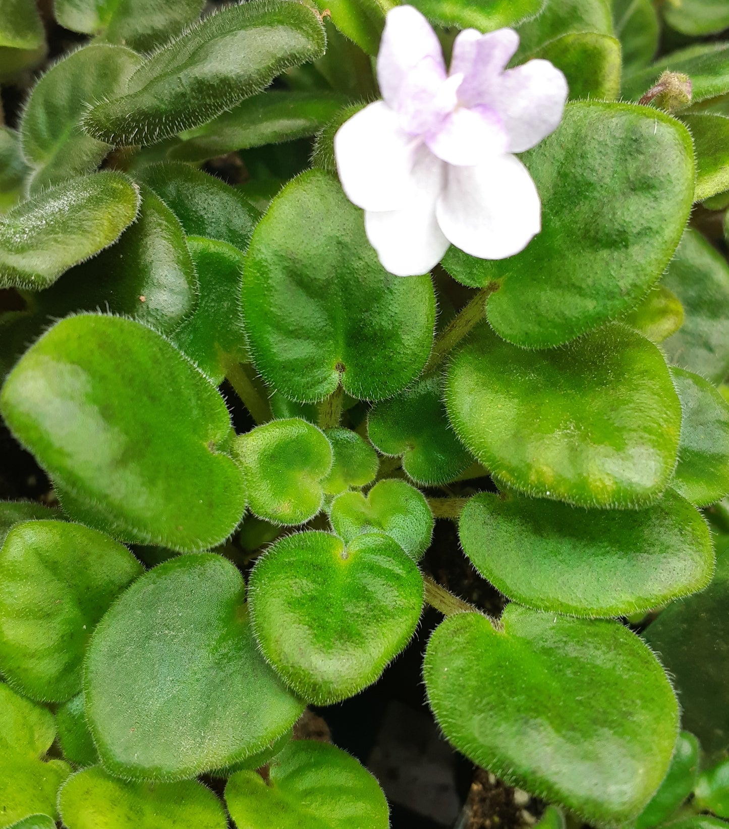 Skagit Lil' Pepperpot