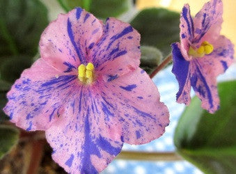 Suncoast Paisley Print