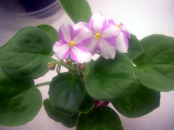 Sunray trail CHIMERA