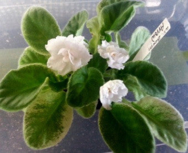 Wrangler's Broken Arrow