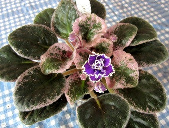 Wrangler's Spanish Cavalier