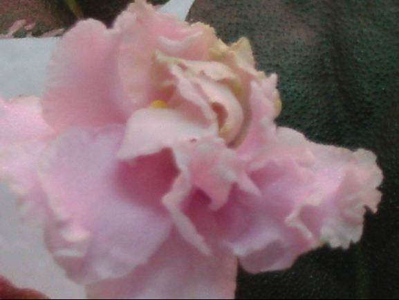 Wrangler's Jealous Heart