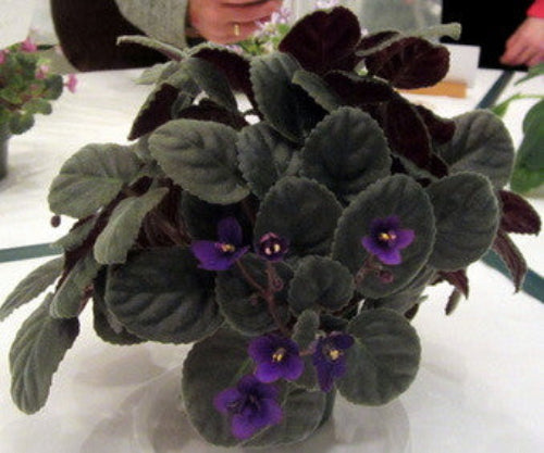 Yesterday's Cherry Cola