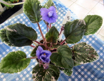 Wrangler's Buckaroo Blues