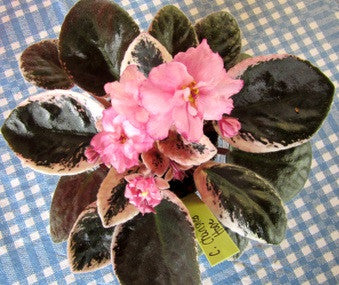 Cajun's Cherished Hope