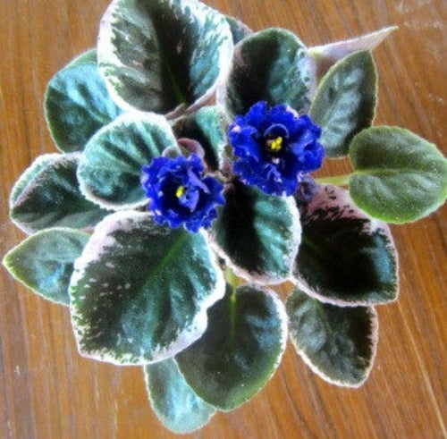 Cajun's Fascinating Fury