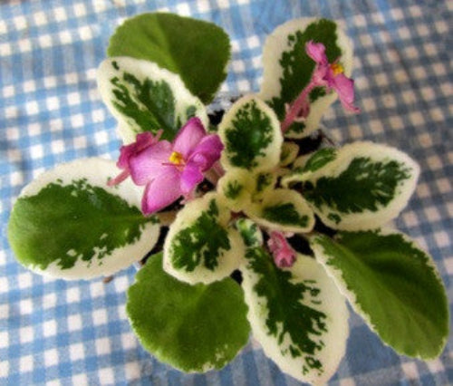 Cajun's In-Ur-Dreams