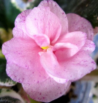 Cajun's Pink Crepe Paper