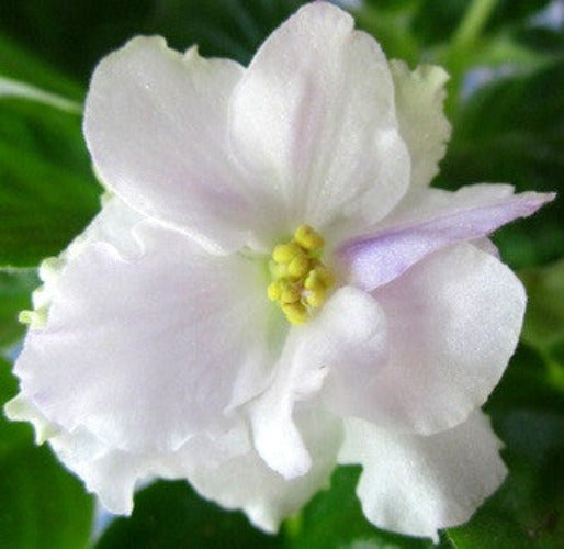 Cajun's Queen's Sugar