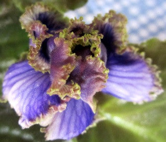 Cajun's Royal Jewels