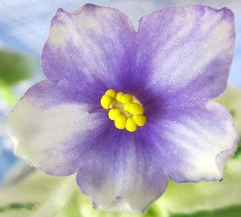 Cajun's Stars 'n' Stripes