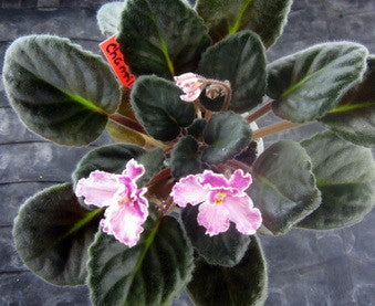 Delores Chantilly Lace