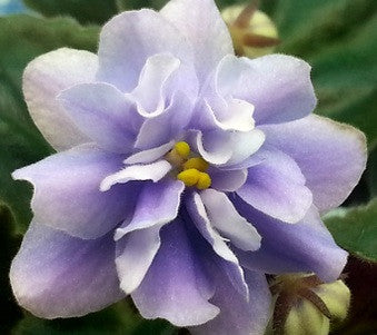 Granger Garden's Ebb Tide