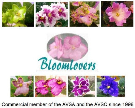 Seller's Choice, MINIS and SEMI MINIS 20 leaves