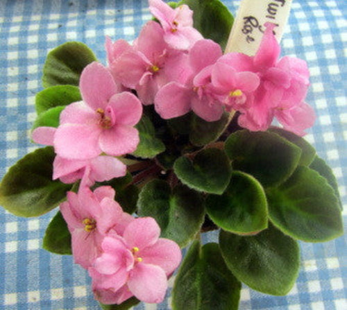 Morgan's Twilight Rose