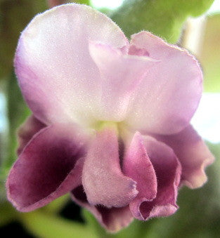 Mac's Southern Springtime