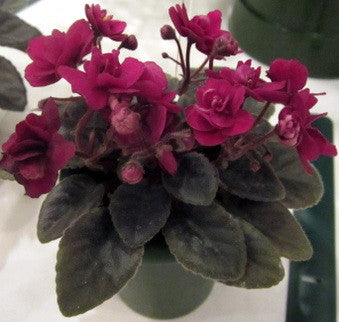 Precious Red