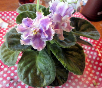 RS Cold Lilac (RS-Holodnaya)