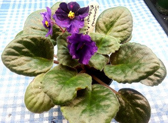 Sonoma Midnight Celebration