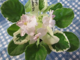 Sylph's Flustered Folly