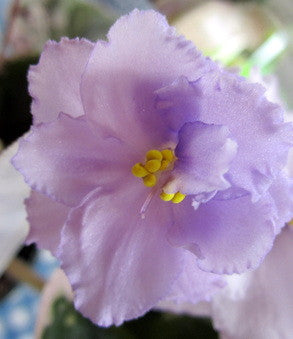 Wrangler's Savage Beauty