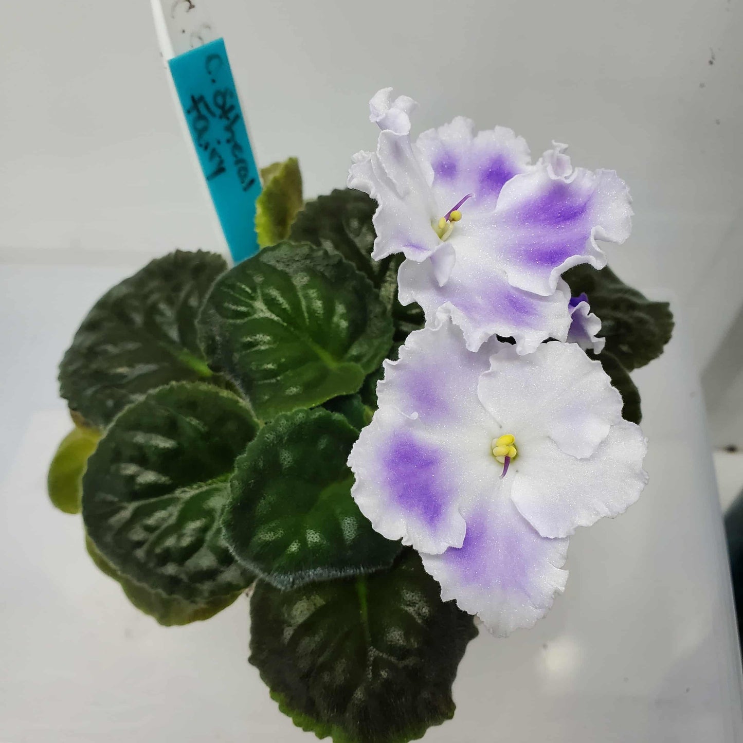 Cajun's Etheral Fairy