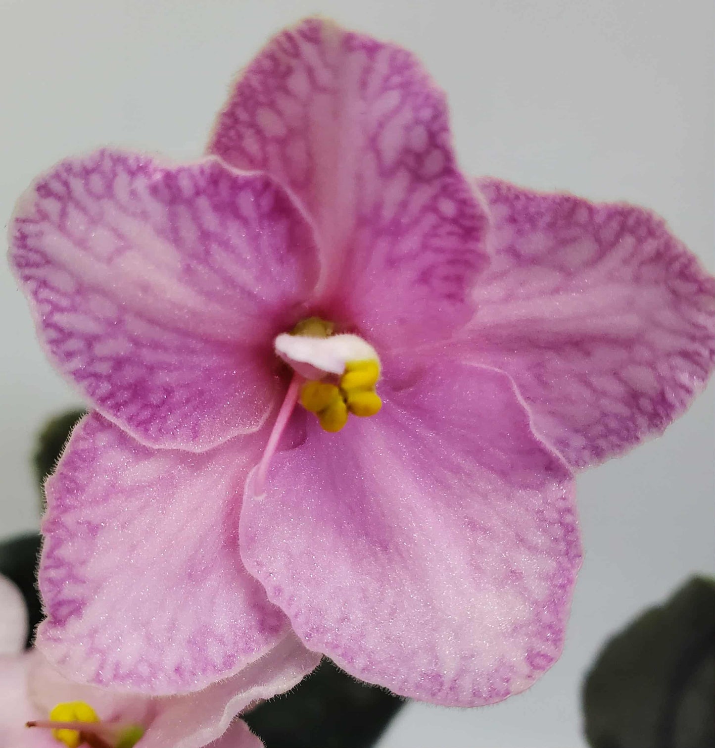 Heartland's Heirloom