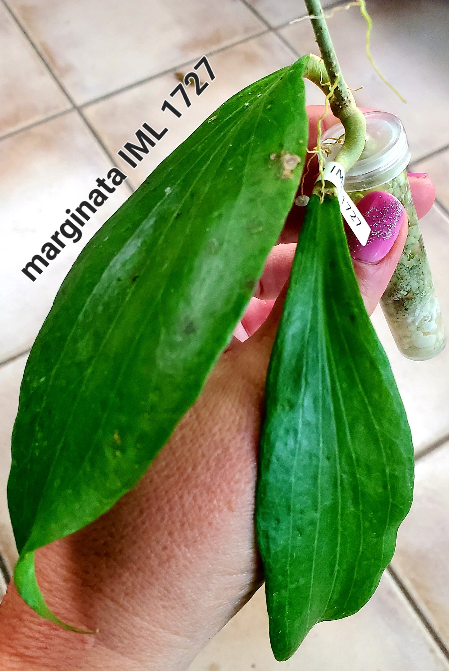 Hoya marginata IML 1727