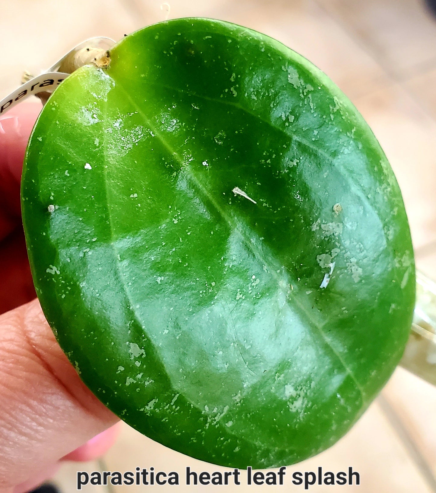 Hoya Parasitica Heart leaf splash