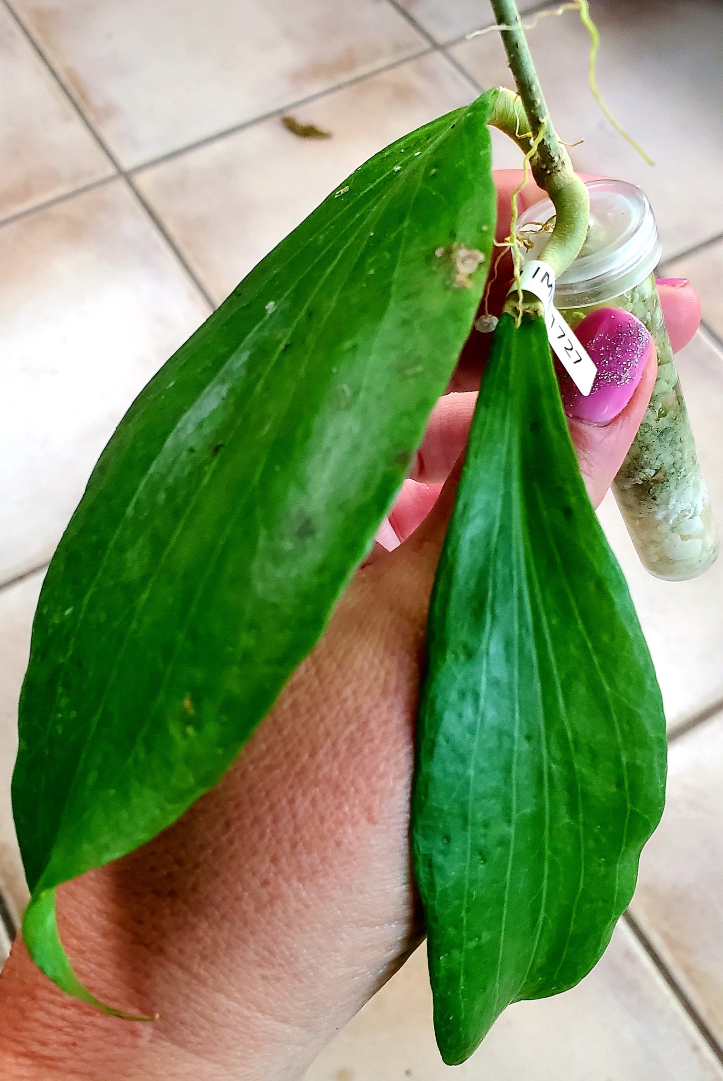 Hoya marginata IML 1727