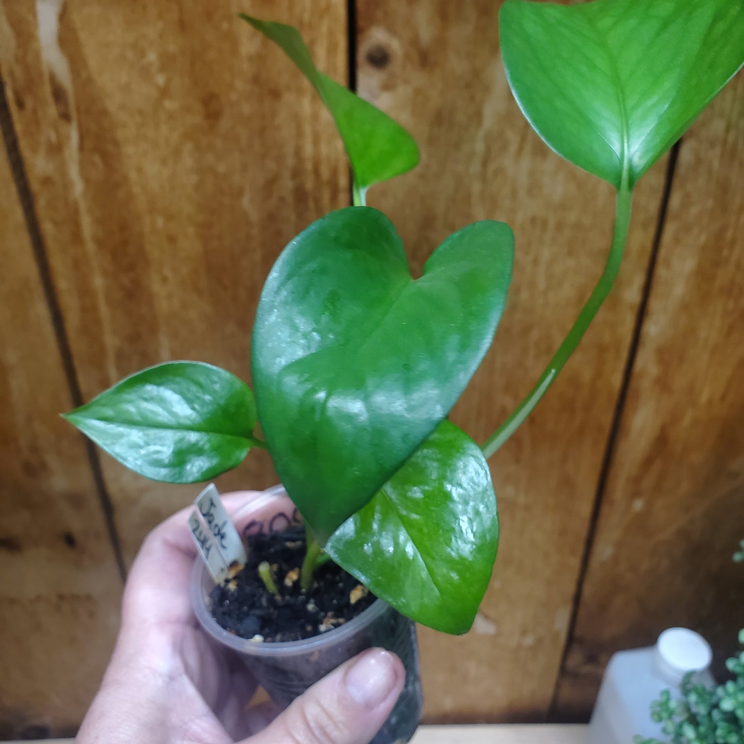 Pothos Jade