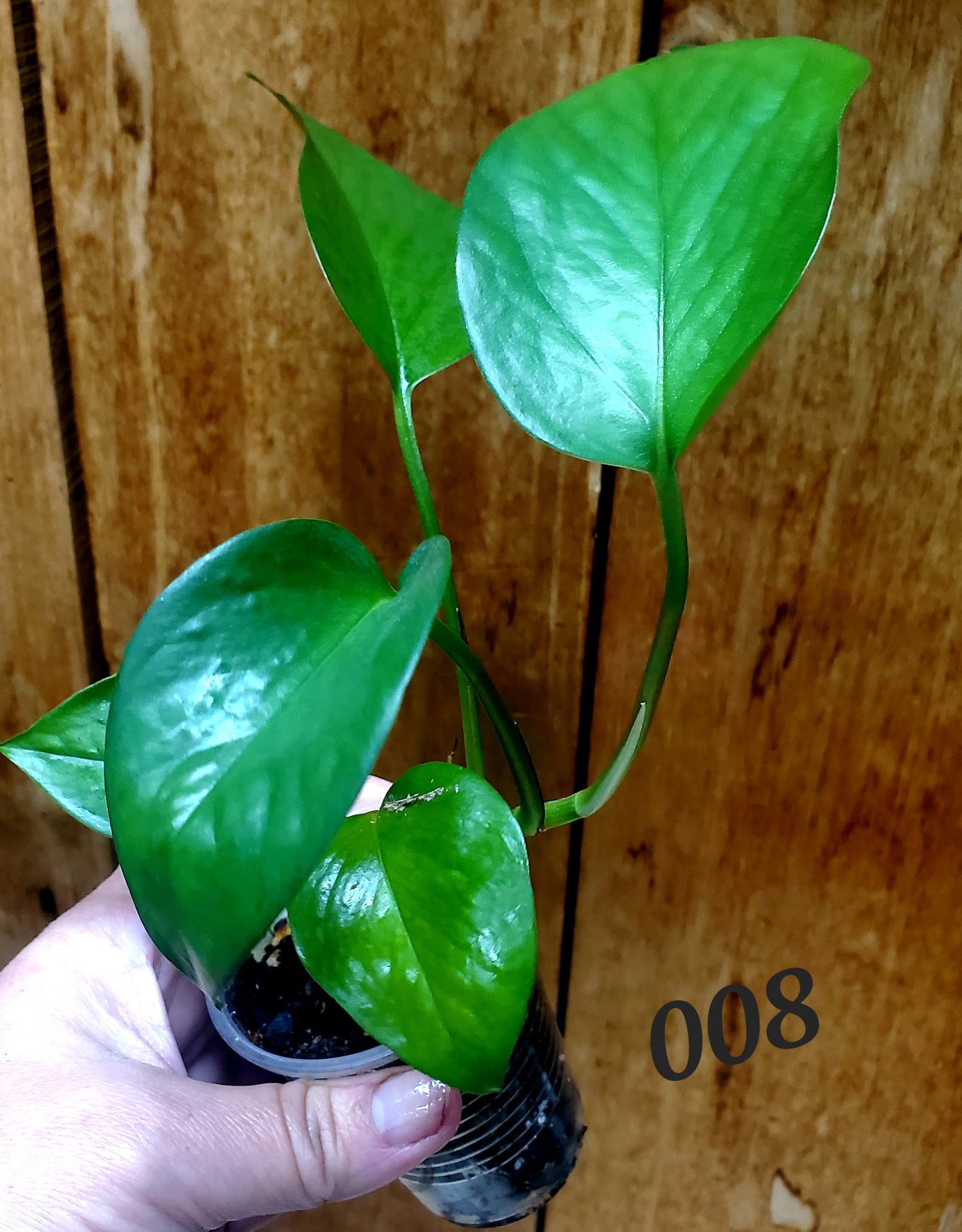 Pothos Jade