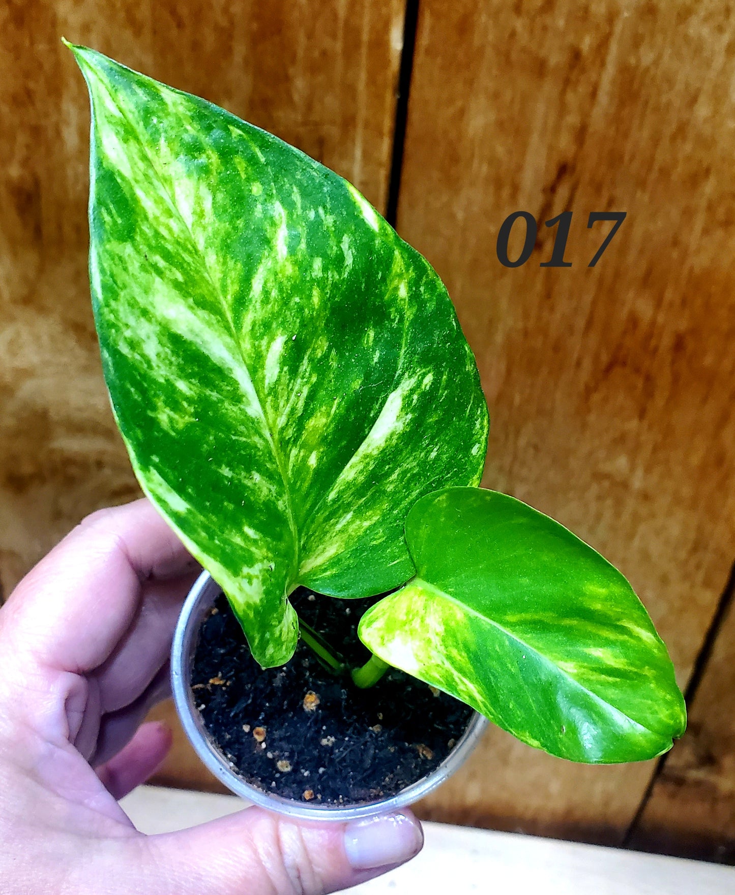 Hawaiian Pothos (Epipremnum aureum 'Hawaiian')