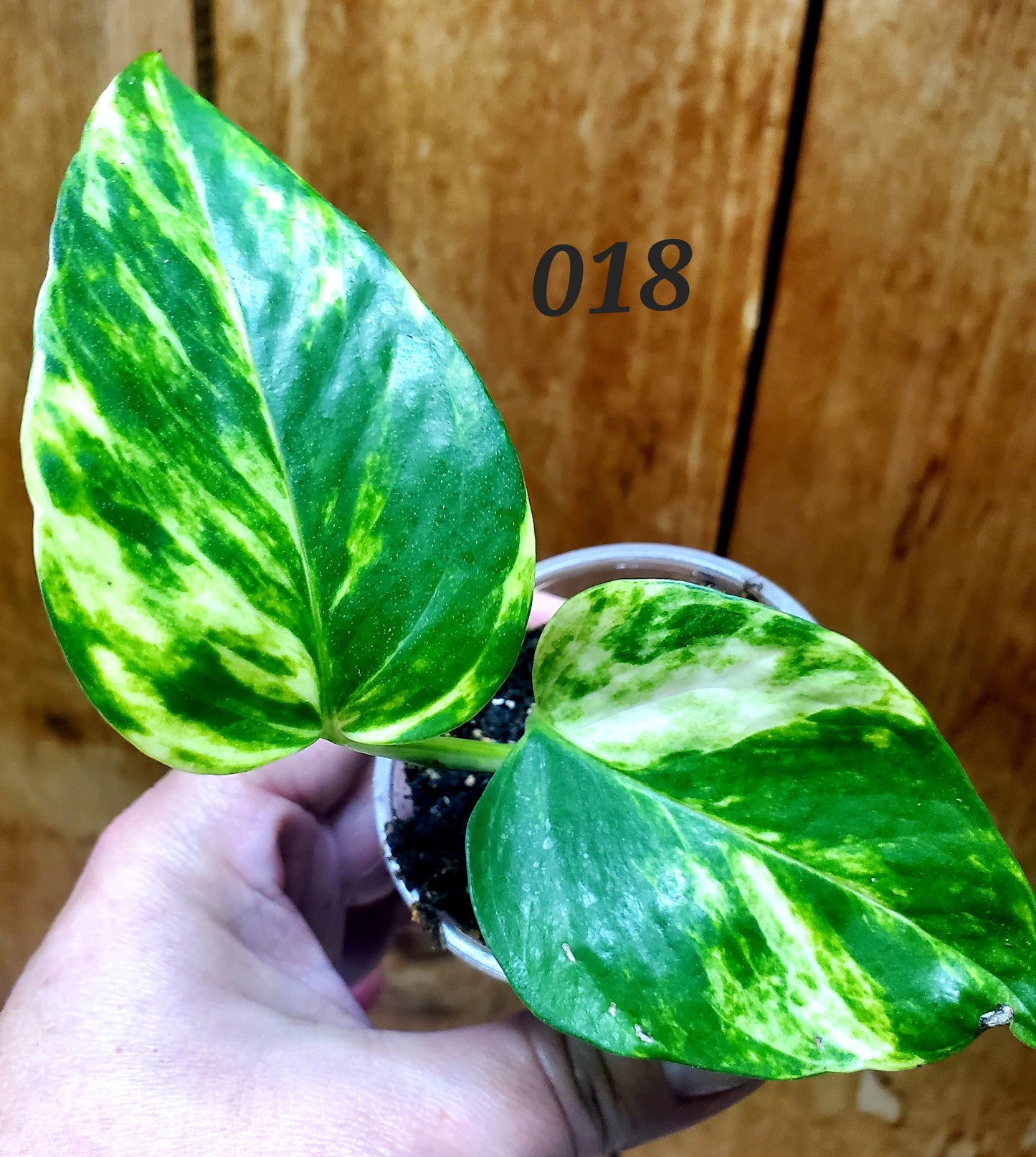 Hawaiian Pothos (Epipremnum aureum 'Hawaiian')