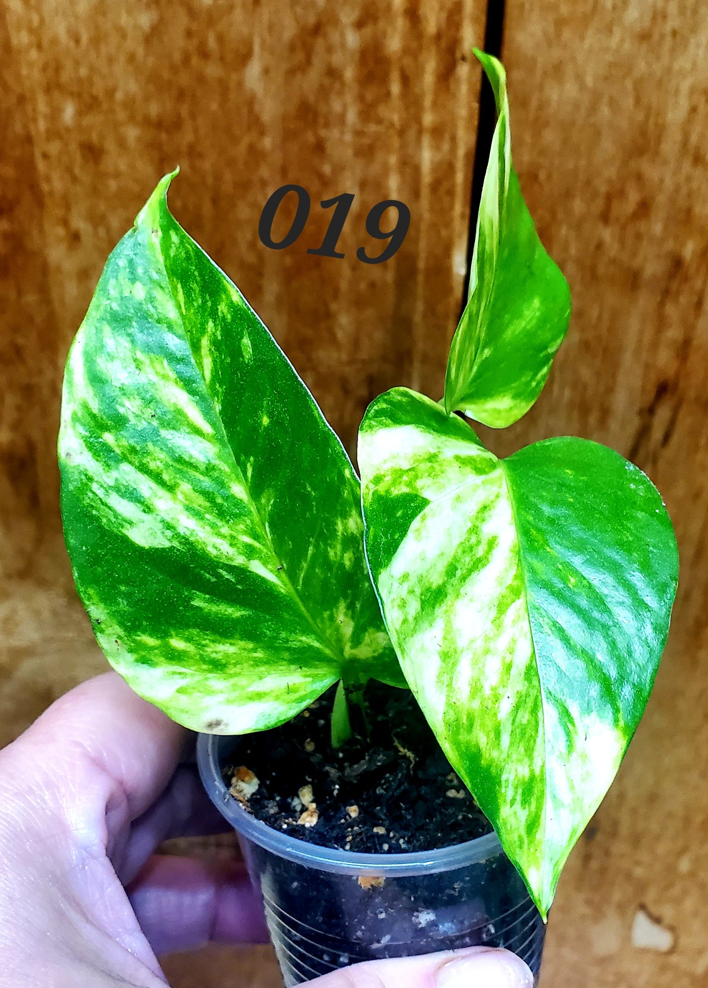 Hawaiian Pothos (Epipremnum aureum 'Hawaiian')