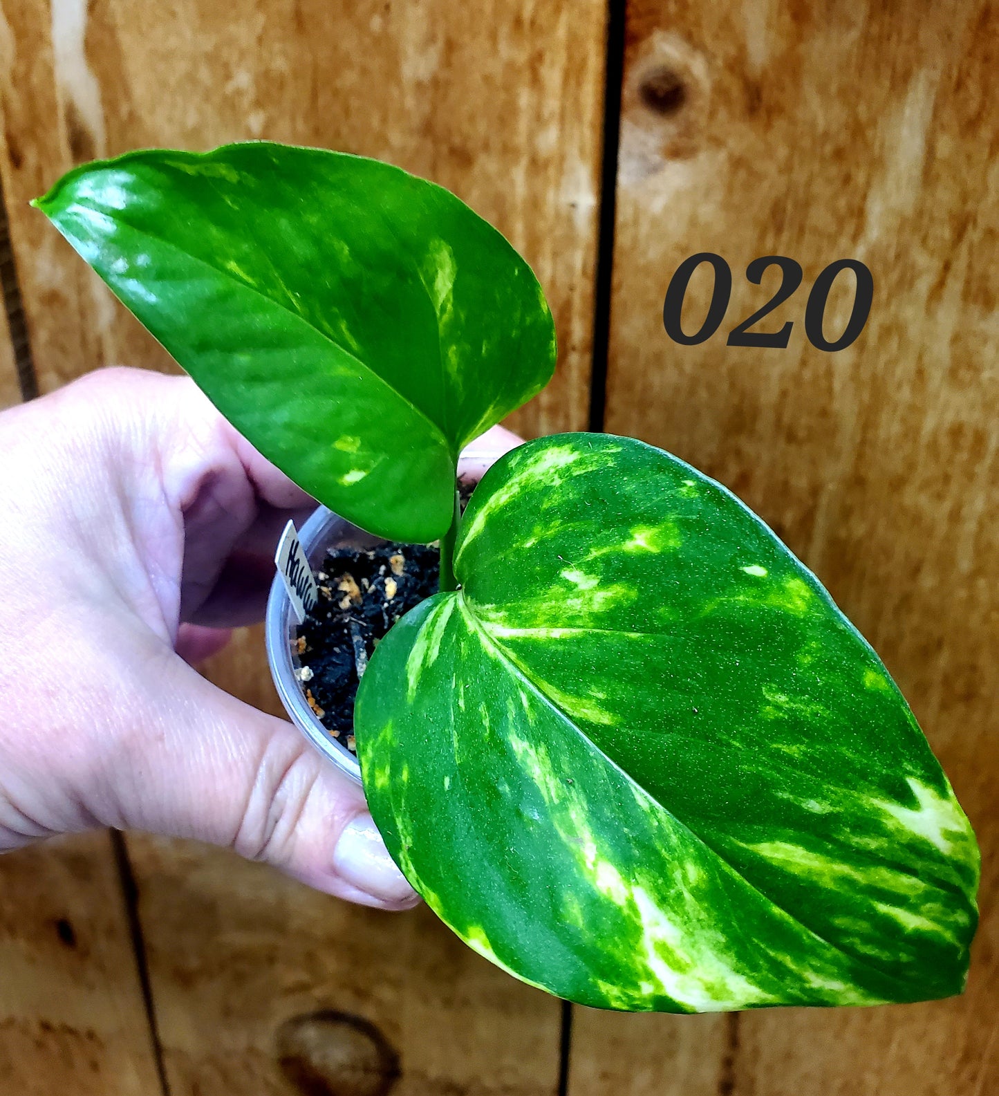 Hawaiian Pothos (Epipremnum aureum 'Hawaiian')