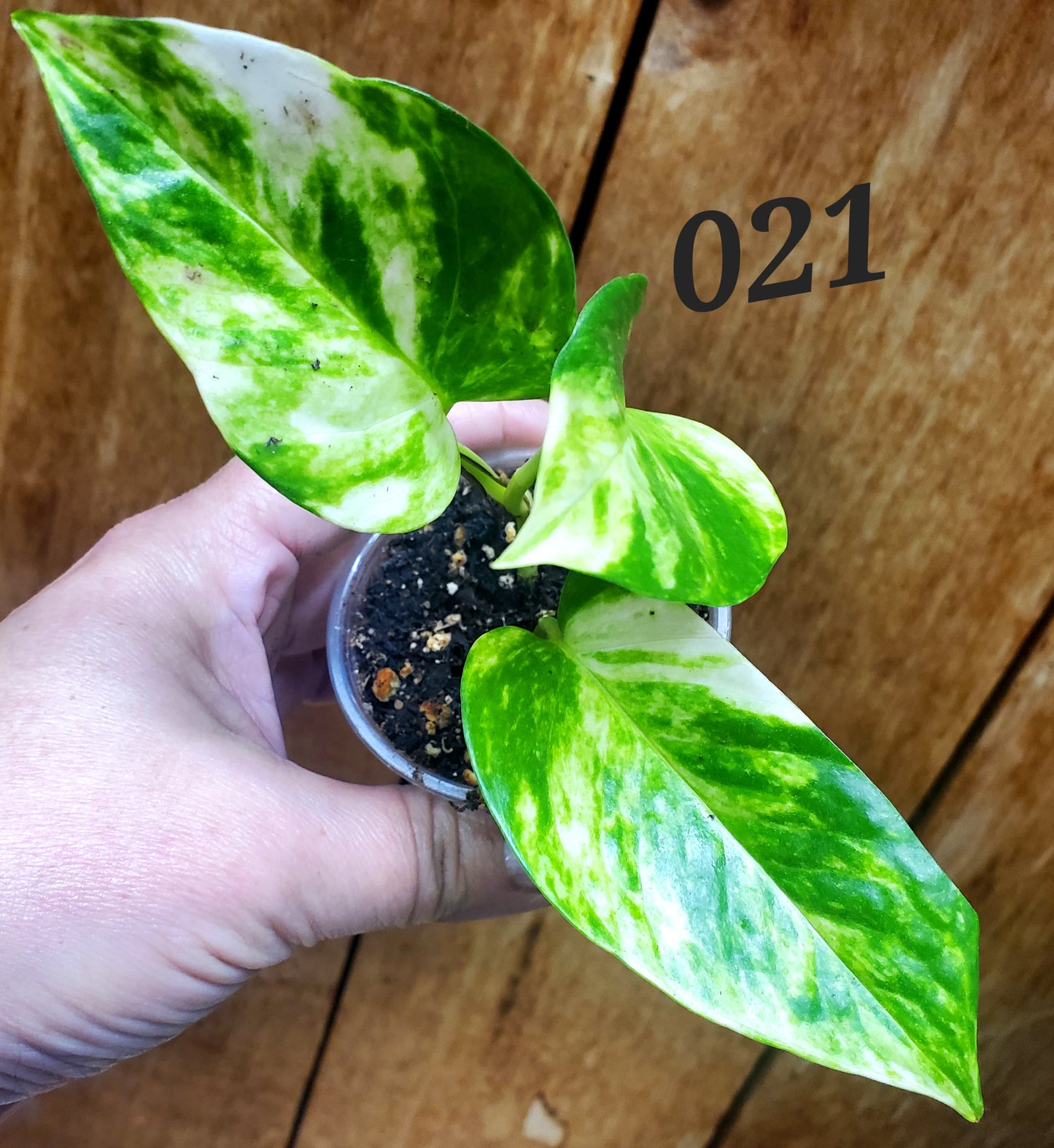 Hawaiian Pothos (Epipremnum aureum 'Hawaiian')